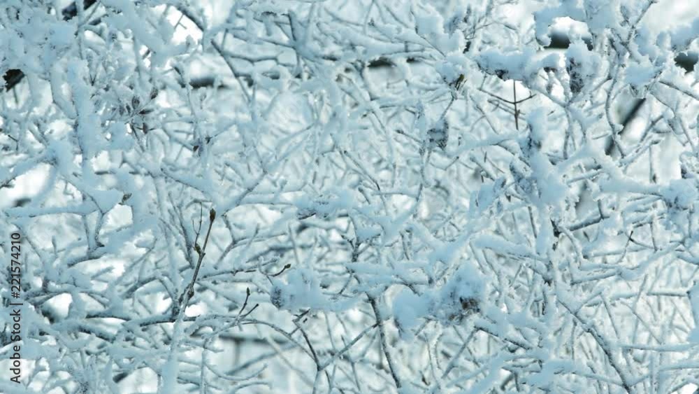 Charming beautiful winter branches of trees covered with white frosty fresh snow. Blue and white natural background. Real time full hd video footage. Charming beautiful winter branches of trees covered with white frosty fresh snow. Blue and white natural background. Real time full hd video footage.