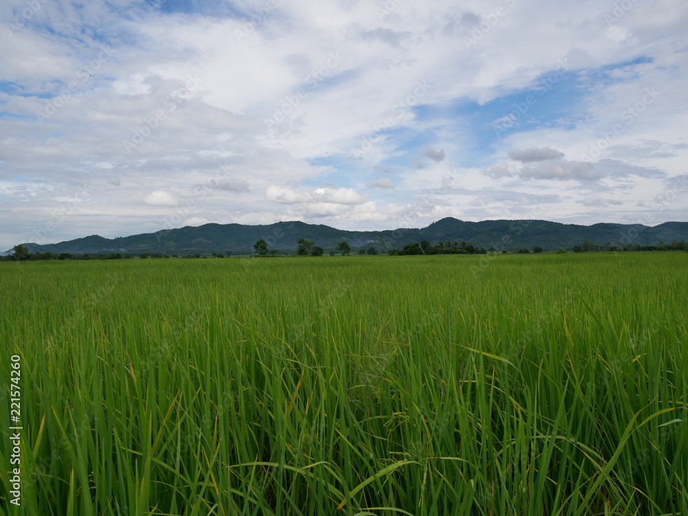 green field and blue sky