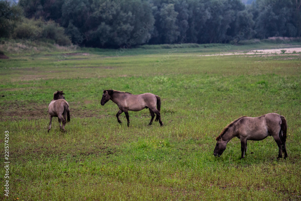Horses fightinh in the Ooijpolder, close to Nijmegen (NL) Horses fightinh in the Ooijpolder, close to Nijmegen (NL)
