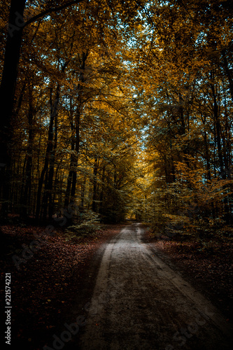 Forest (Reichswald, germany) near Kleve