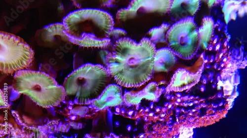 Colorful button corals swaying under the sea water, GREEN WHITE STRIPED POLYP  (Zoanthus sp.) photo