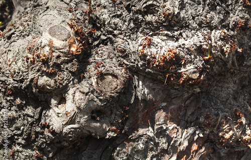 alter knorriger Baumstumpf © detailfoto