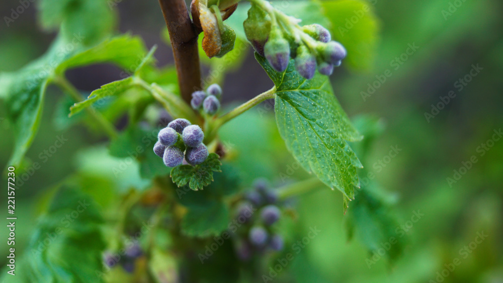 branch of black currant branch of black currant