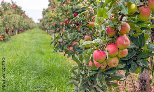 Canvas Print Ripe red apples ready to be picked in an apple orchard