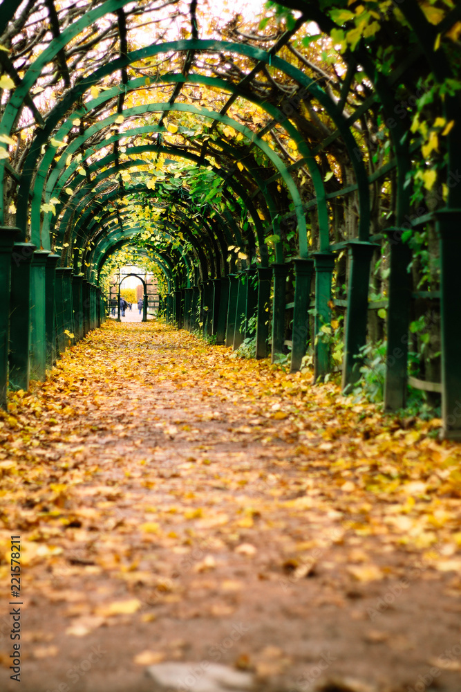 Peterhof autumn