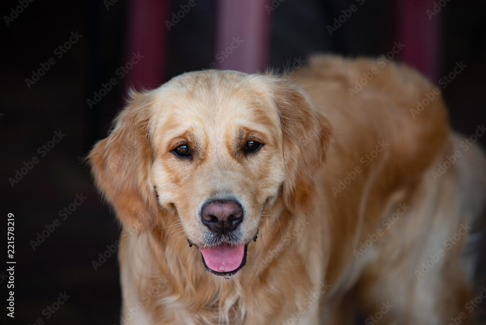 close up on golden retriver labrador dog