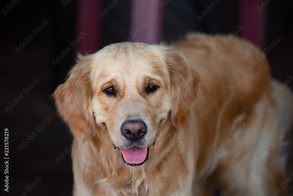 close up on golden retriver labrador dog close up on golden retriver labrador dog