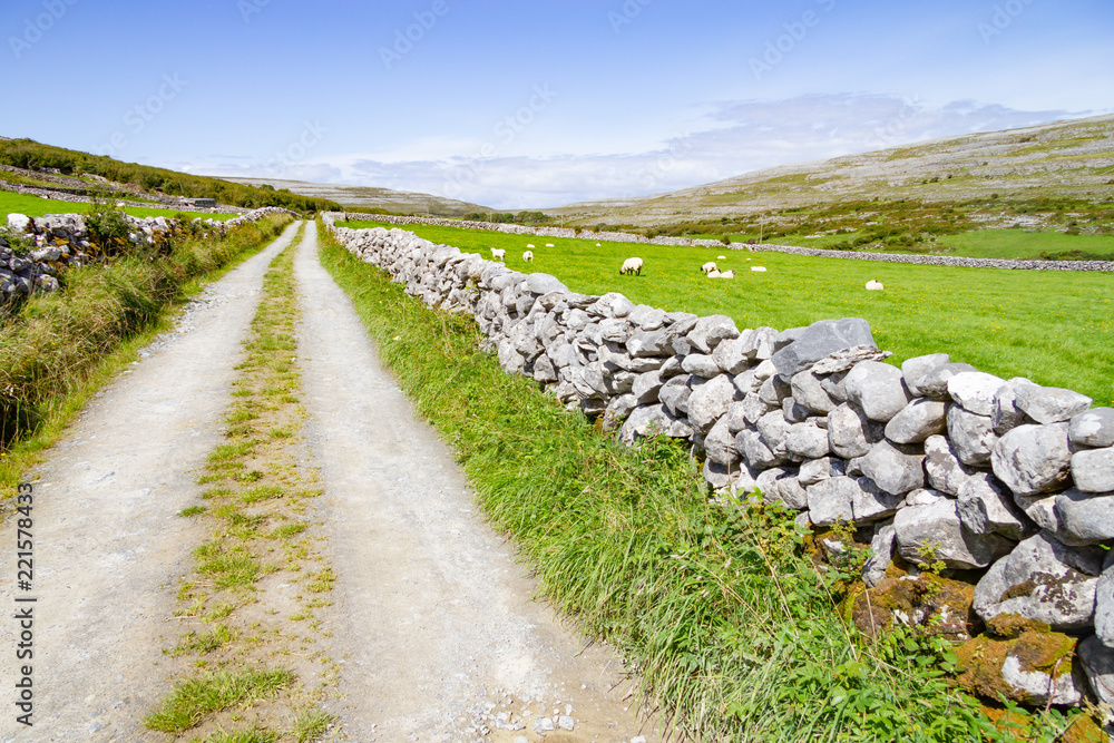 Farm road and sheeps in Burren way trail