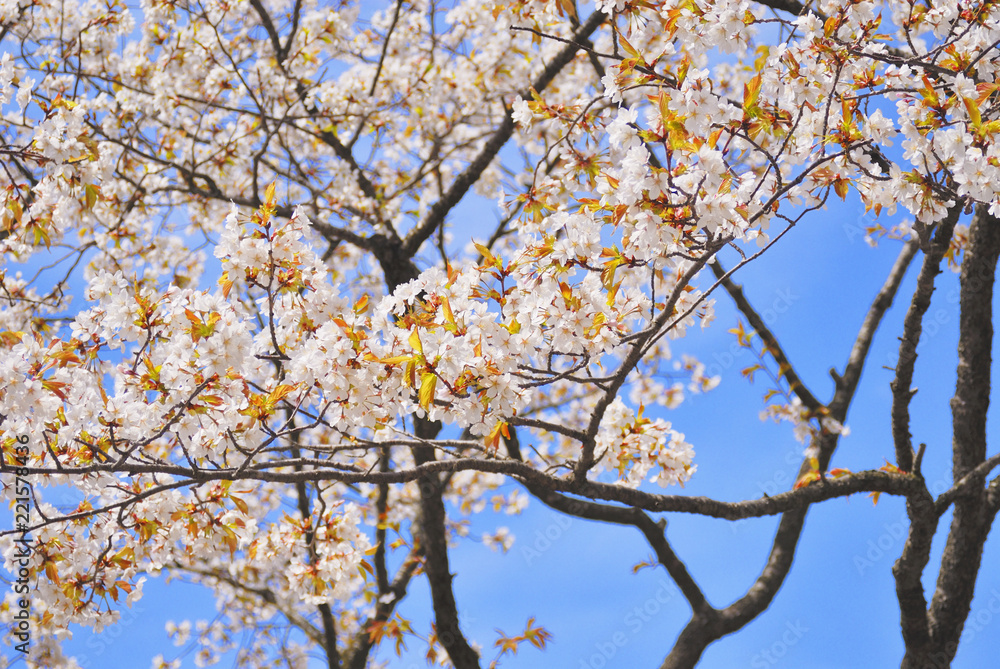Fototapeta premium 桜 春 素材