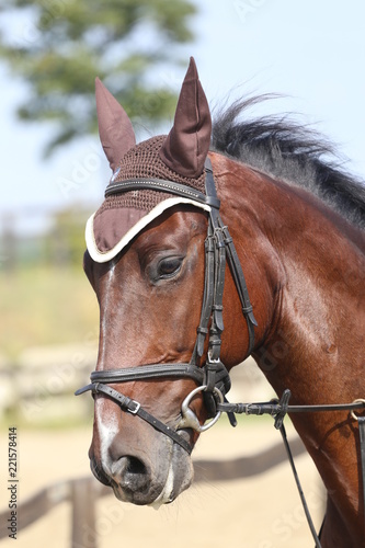Fototapeta Naklejka Na Ścianę i Meble -  Head shot close up of a beautiful young sport horse during competition