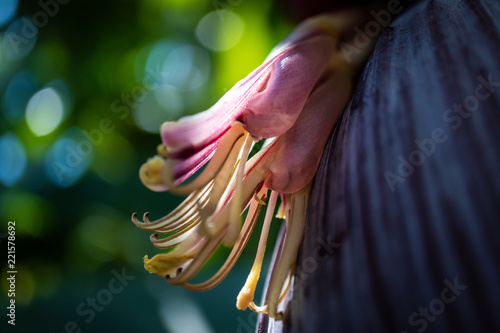 Pink purple banana flower with blurred leafs in park