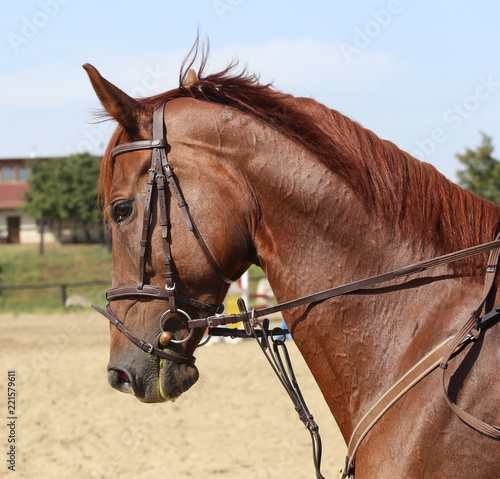 Head shot close up of a beautiful young sport horse during competition © acceptfoto
