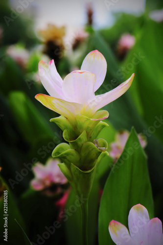 Bush of the sessilis bouquet or Siam Tulip Bloom in the rainy season in Thailand.