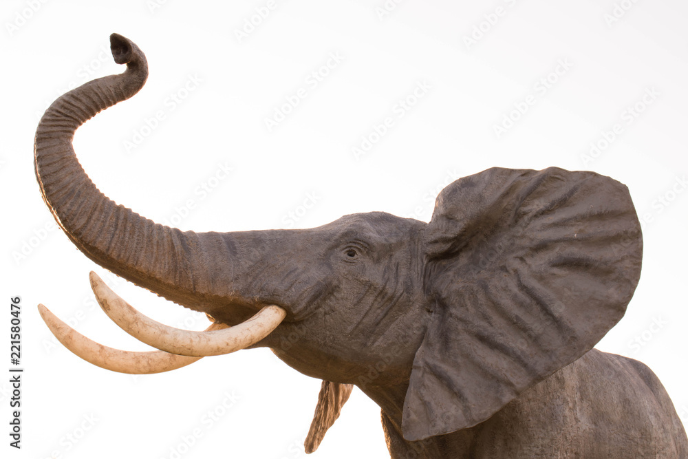 Obraz premium Elefante con trompa levantada