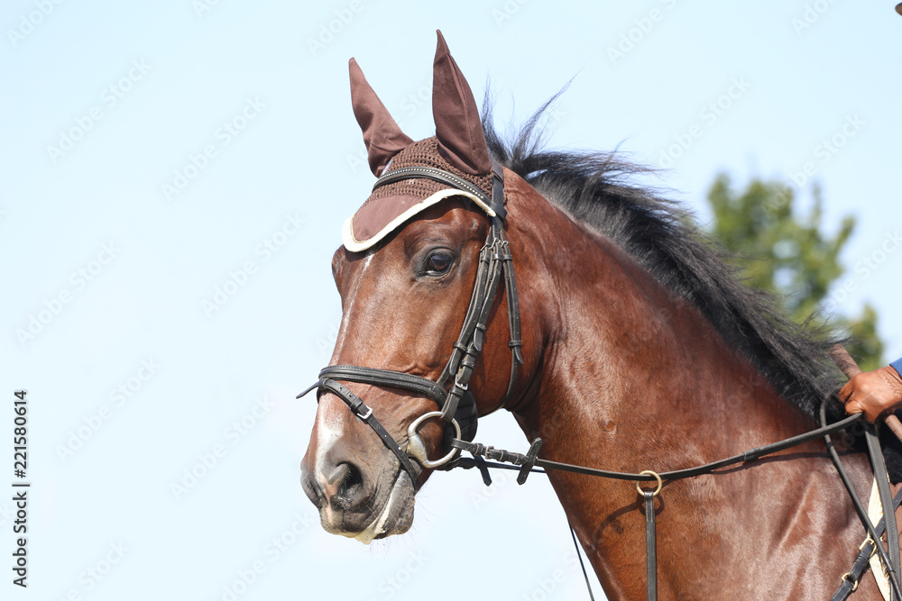 Head shot close up of a beautiful young sport horse during competition Head shot close up of a beautiful young sport horse during competition