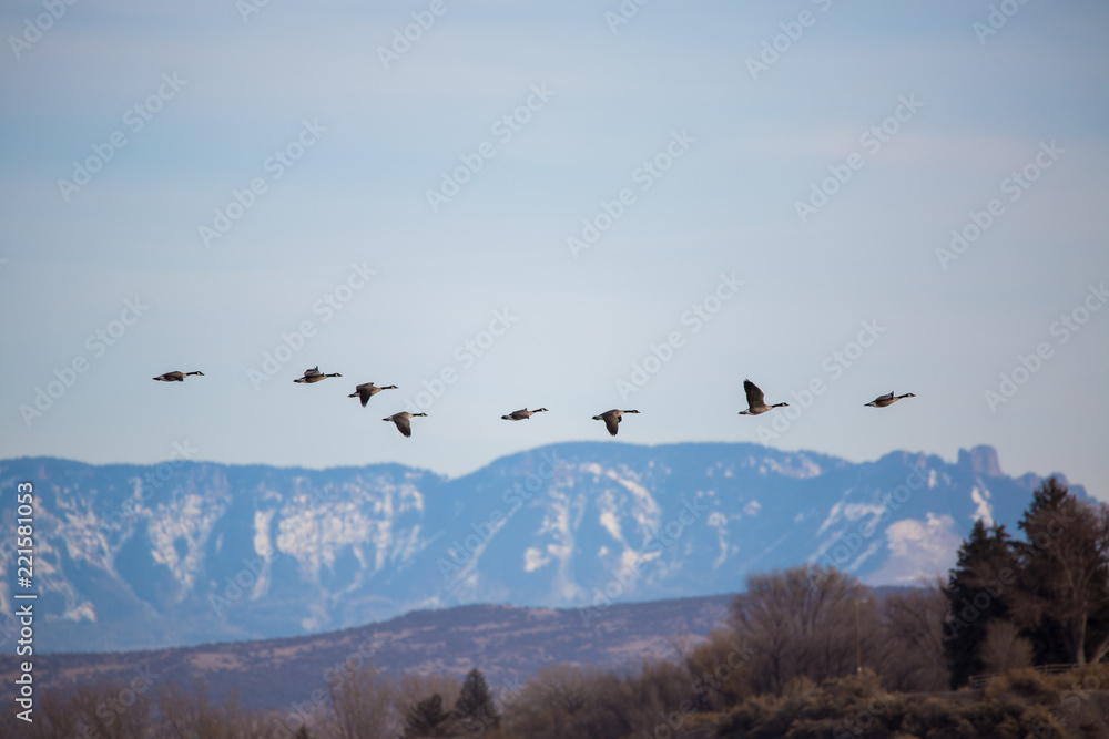 Fototapeta premium Canada geese in flight over mountains in western Colorado