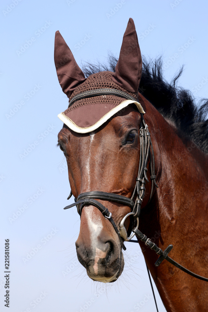 Obraz premium Head shot close up of a beautiful young sport horse during competition