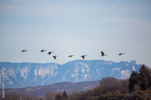 Canada geese in flight over mountains in western Colorado © Ryan McGehee