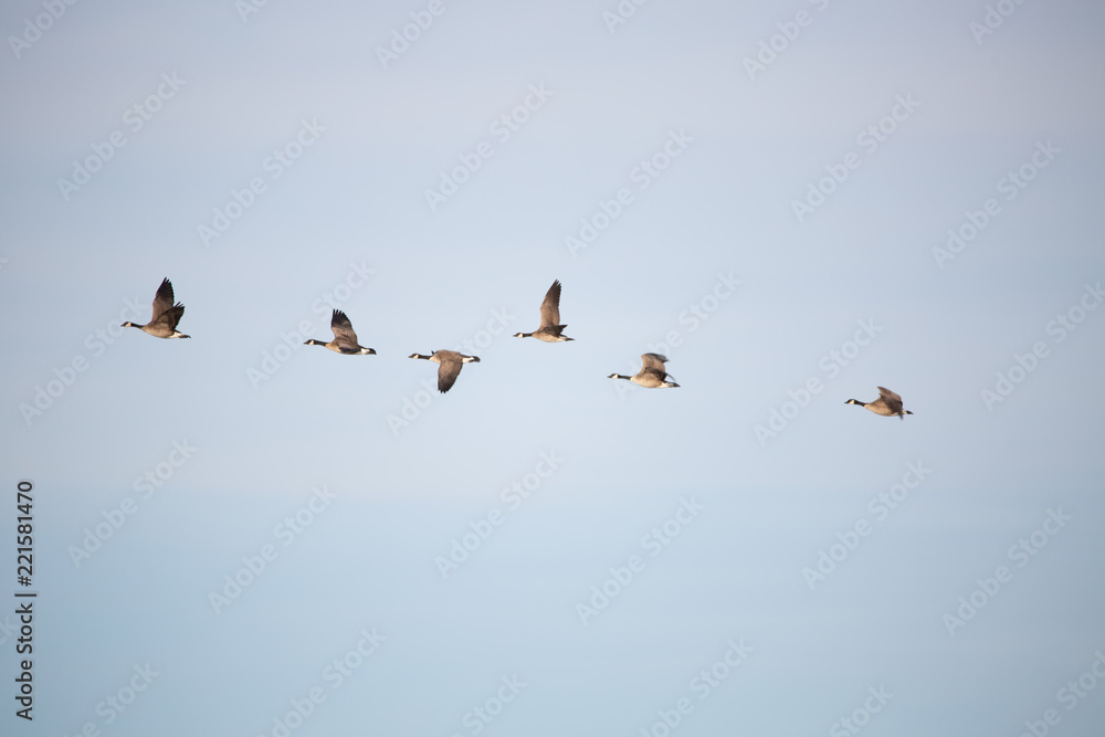 Canada geese in flight