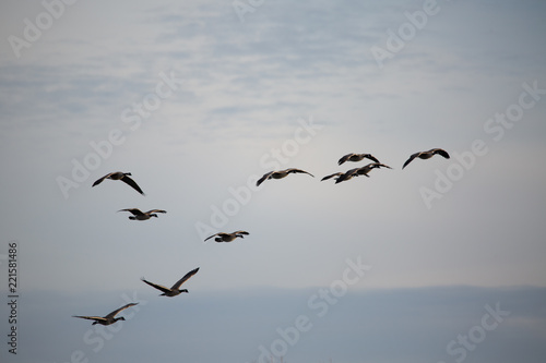 Canada geese in flight