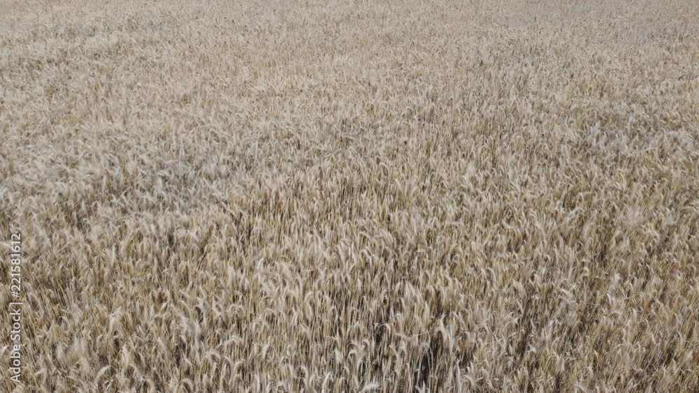 Wheat field from above 4K. Wavy movement of wheat ears. Low flight and take off over the wheat field, panoramic view from the air. Wheat field from above 4K. Wavy movement of wheat ears. Low flight and take off over the wheat field, panoramic view from the air.