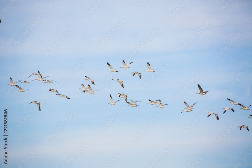 Snow geese in flight against blue sky Snow geese in flight against blue sky