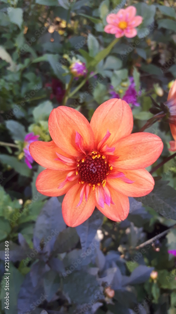 Orange flower Orange flower