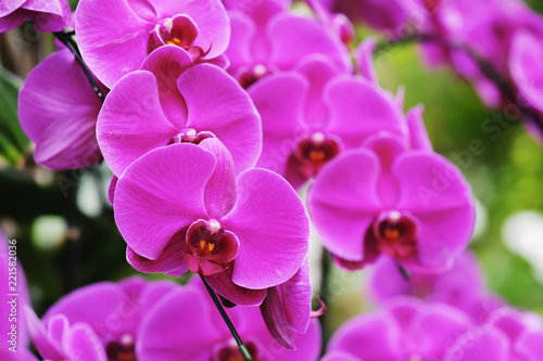 beautiful pink orchid flower blooming at Thailand in rainy season