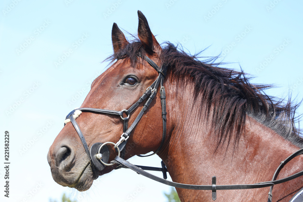 Head shot close up of a beautiful young sport horse during competition Head shot close up of a beautiful young sport horse during competition