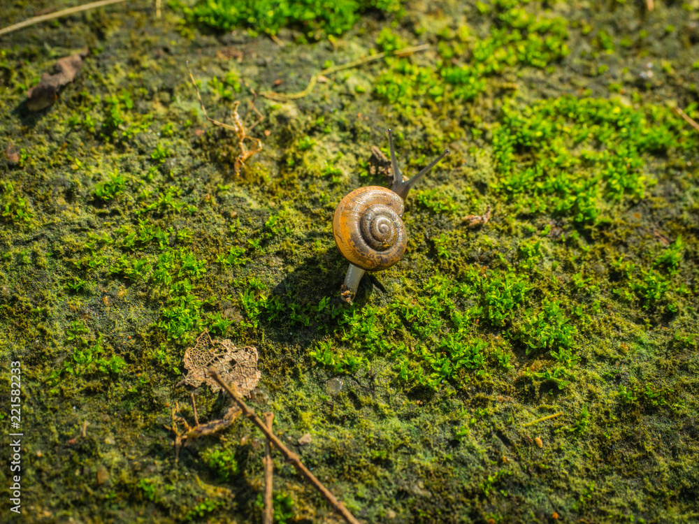 A Snail crawl on moss covered floor