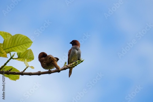 scaly spotted munia