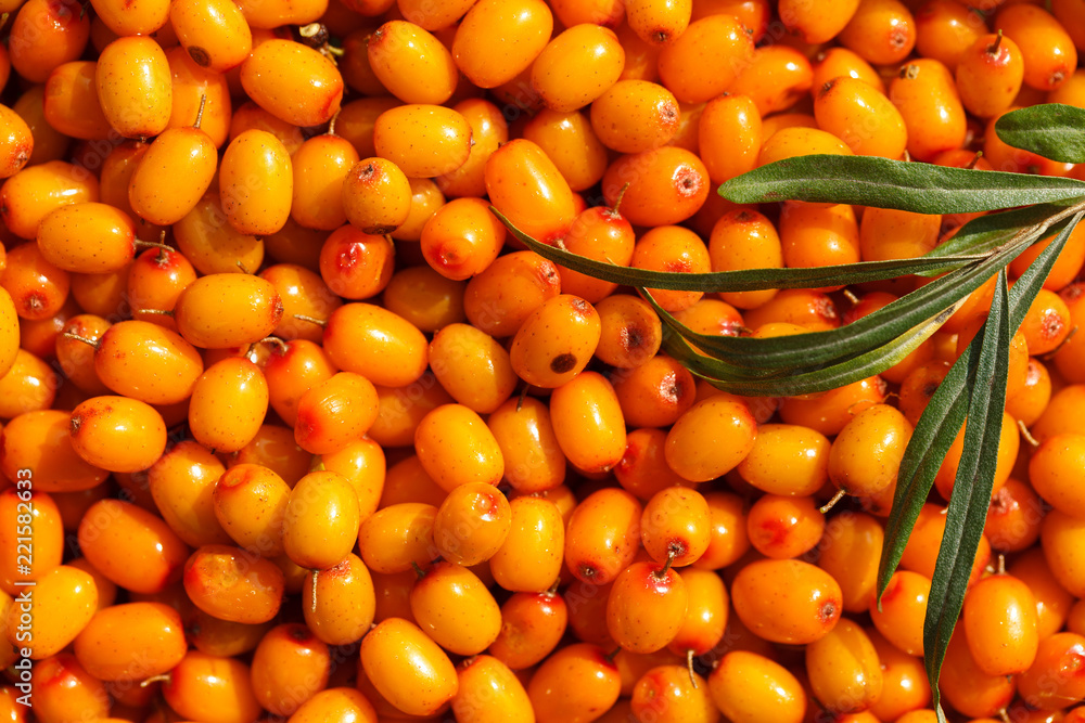 fresh crop. Sea buckthorn berries close-up. The view from the top