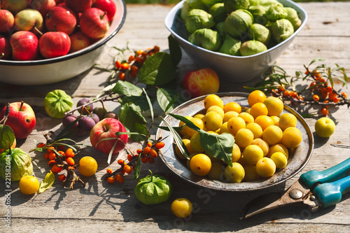 fresh harvest of home fruits and berries. Apples  plums  physalis  sea buckthorn on a wooden table in the garden. Against the background of greenery.