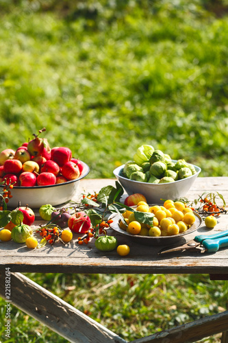 Fototapeta Naklejka Na Ścianę i Meble -  fresh harvest of home fruits and berries. Apples, plums, physalis, sea buckthorn on a wooden table in the garden. Against the background of greenery.