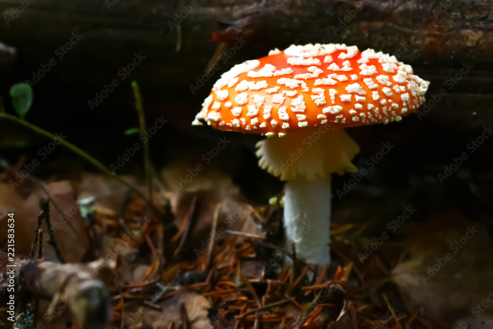 Fototapeta premium Amanita muscaria, mushroom in the forest in autumn