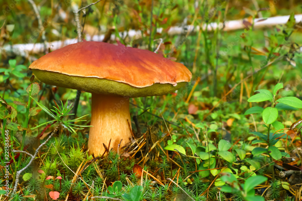 Boletus, mushroom in the forest in autumn Boletus, mushroom in the forest in autumn