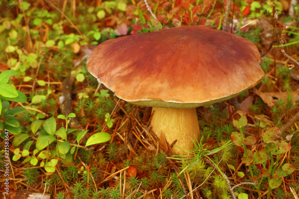 Boletus, mushroom in the forest in autumn Boletus, mushroom in the forest in autumn