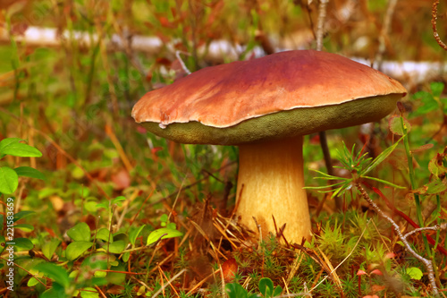 Boletus, mushroom in the forest in autumn