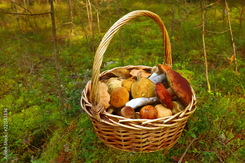 basket of mushrooms on the background forest