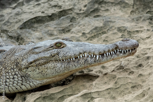 Alligator lying on the sand at the side of a river