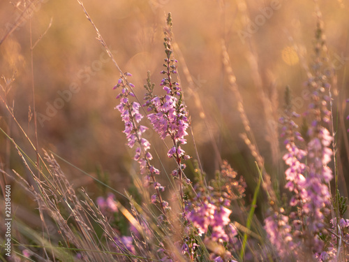 gras