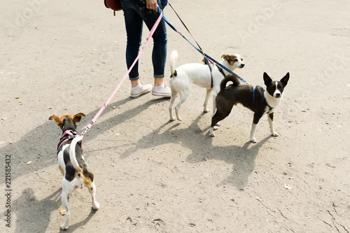 Obraz trzy psy na smyczy