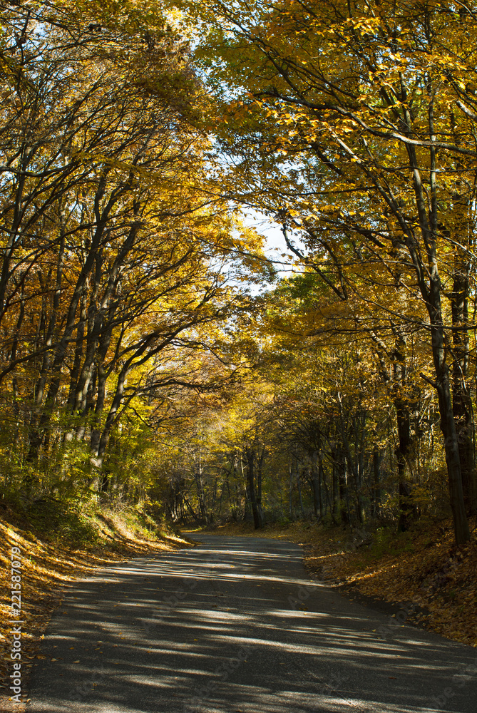 autumn road at forest