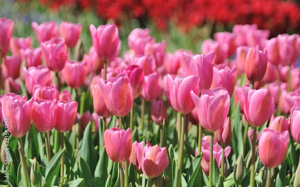 Turkish tulips