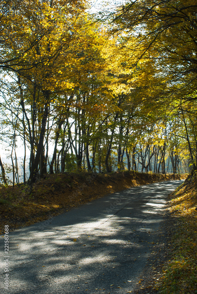 Fototapeta premium autumn road at forest