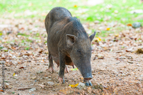 wild boar