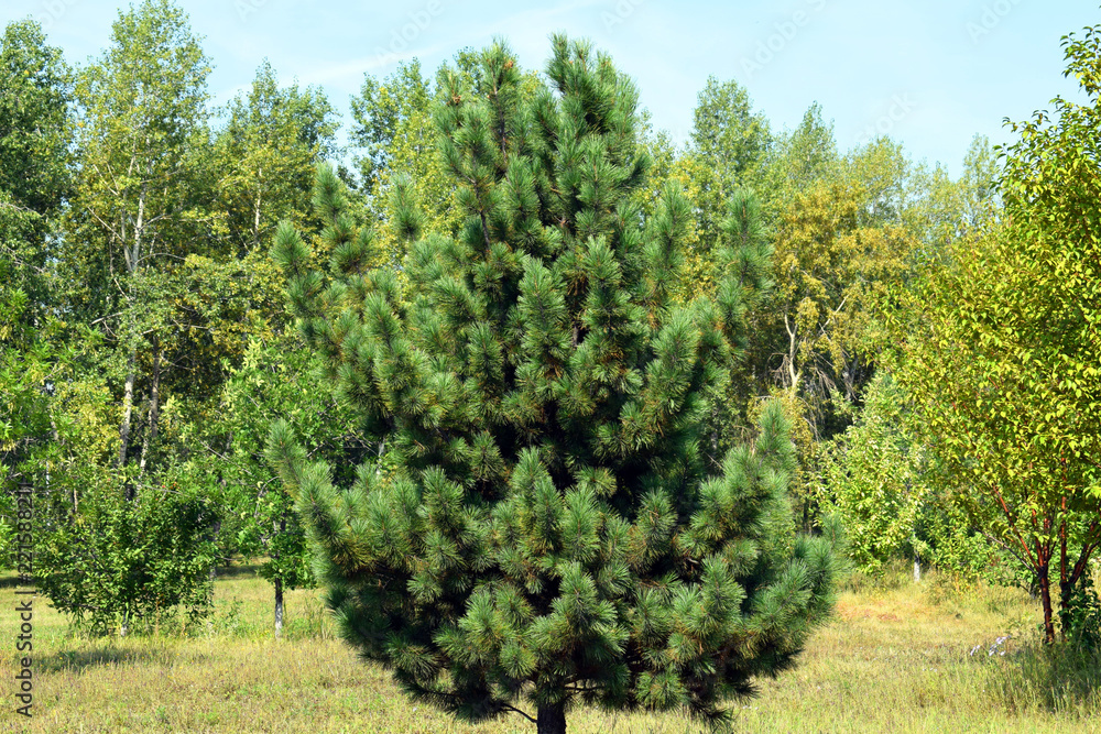 A live tree in the forest. Cones on the branches of the Christmas tree close-up on the background of nature. Christmas tree. The festive mood in the new year. Fairy magic forest. Green, blue needles.