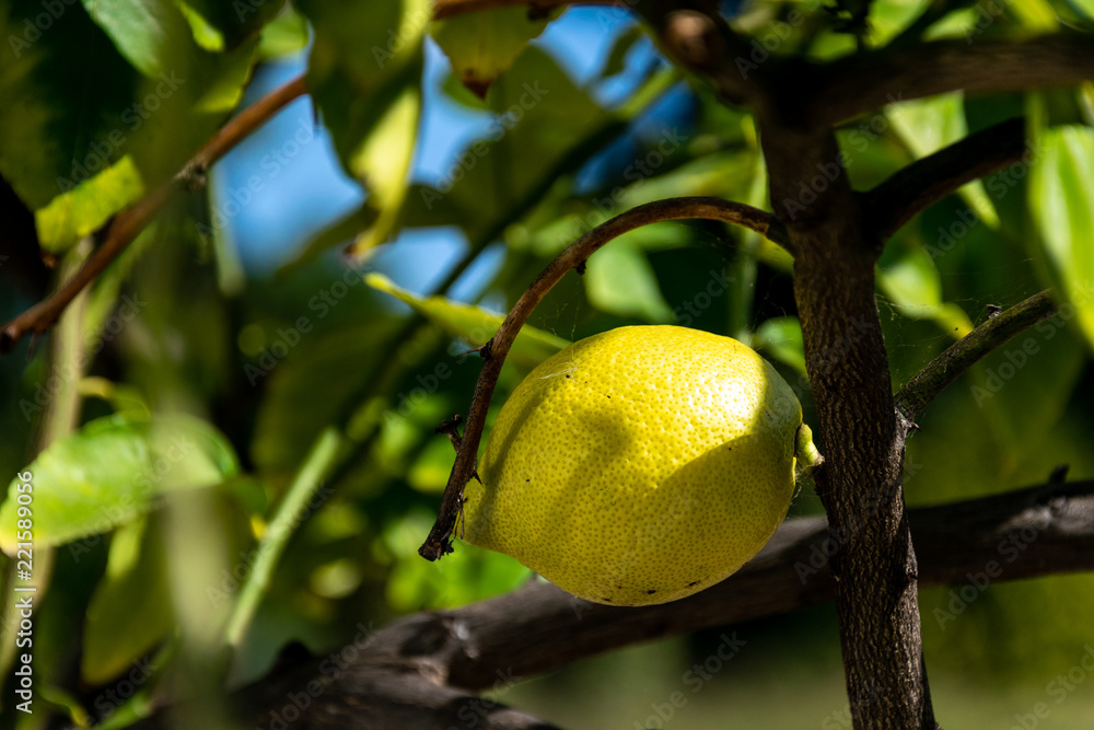 lemons on the tree