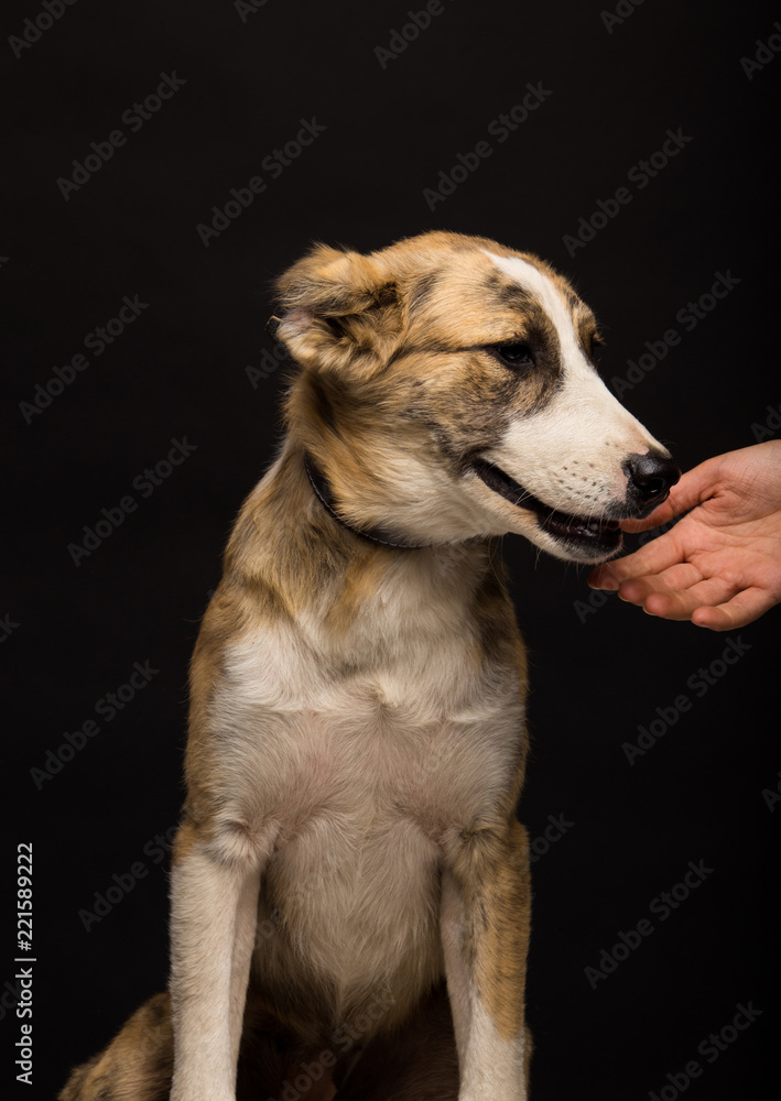 woman's hand reaches for the dog, on a black background, studio shot
