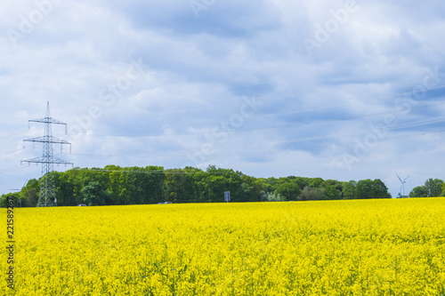 Blooming and vibrant rape field in german countryside